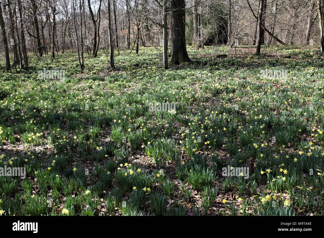 Wild Daffodils in Shaw Common Wood,part of Dymock Woods in
