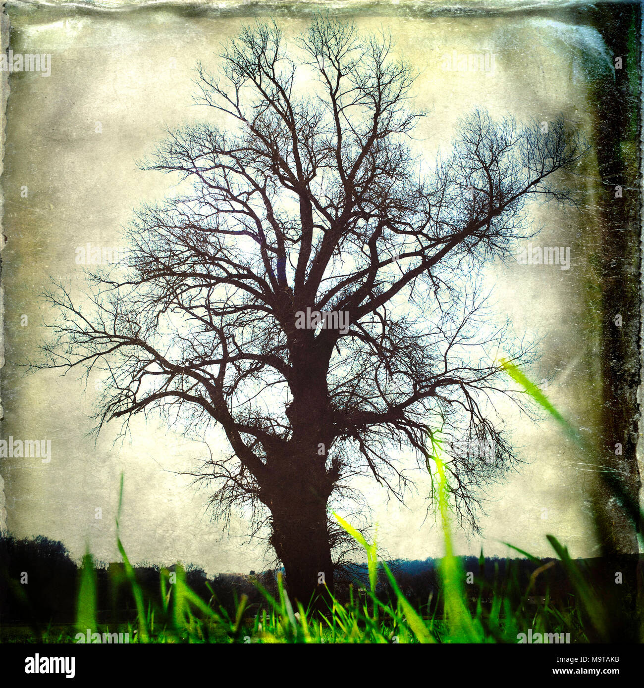Oak tree silhouette hi-res stock photography and images - Alamy