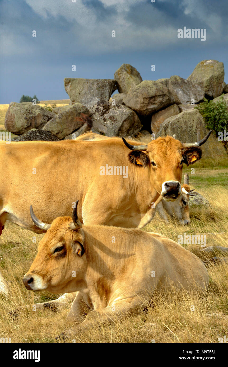 Aubrac cattle, Aubrac, Lozere, France, Europe Stock Photo