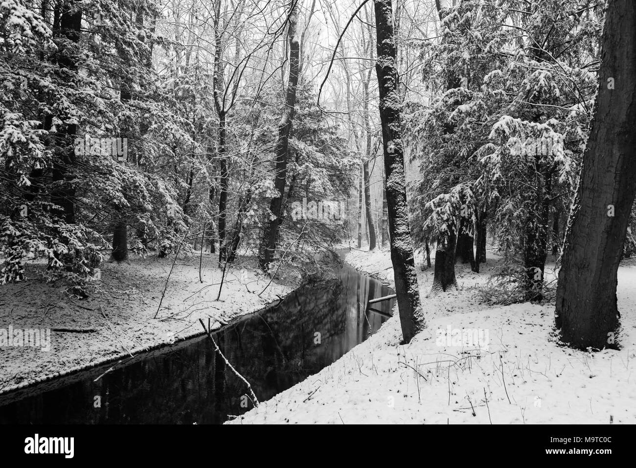 Reflections of trees in a ditch of the snowy Amsterdamse Bos. Stock Photo