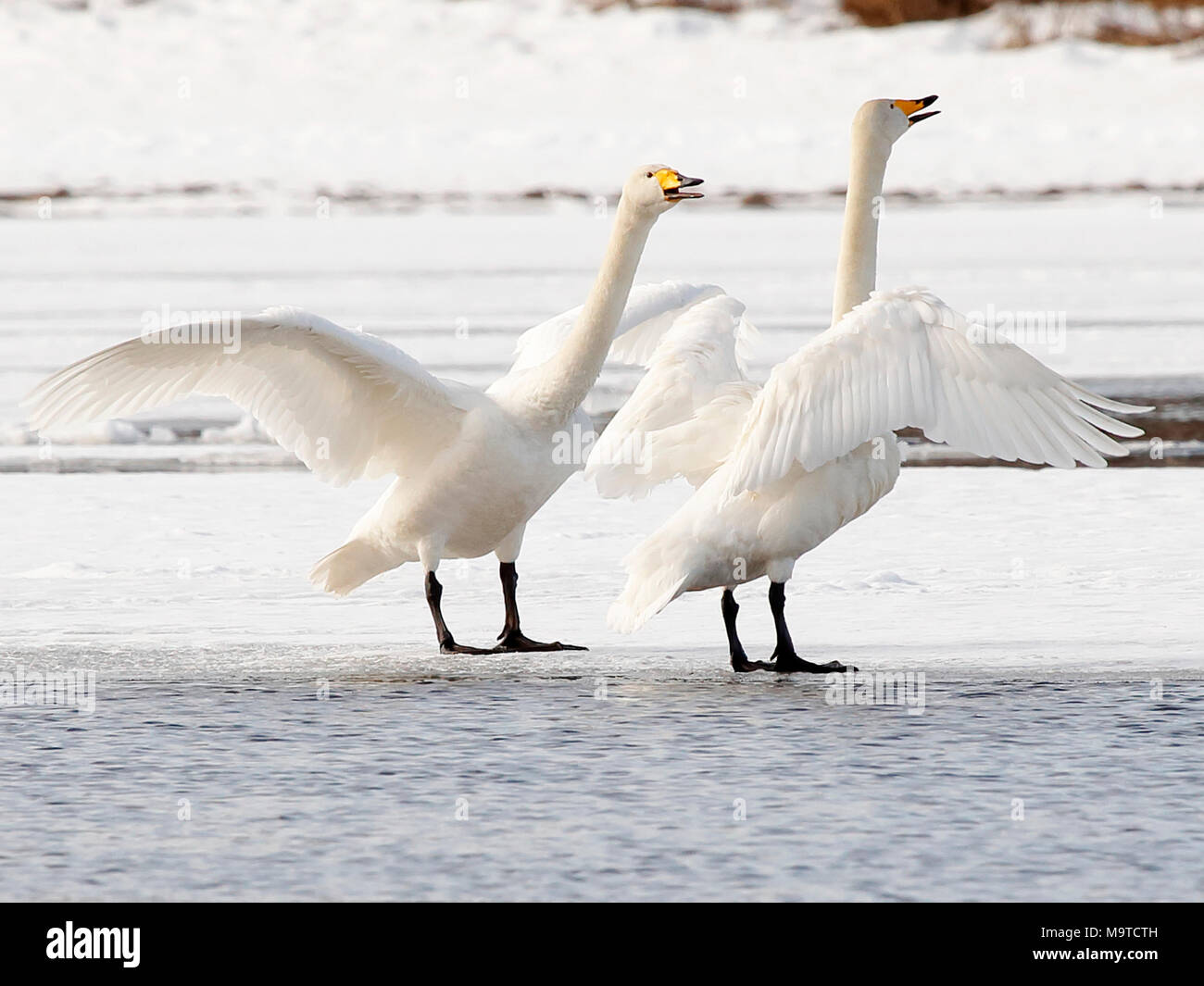 Whooper Swans in Winter Stock Photo