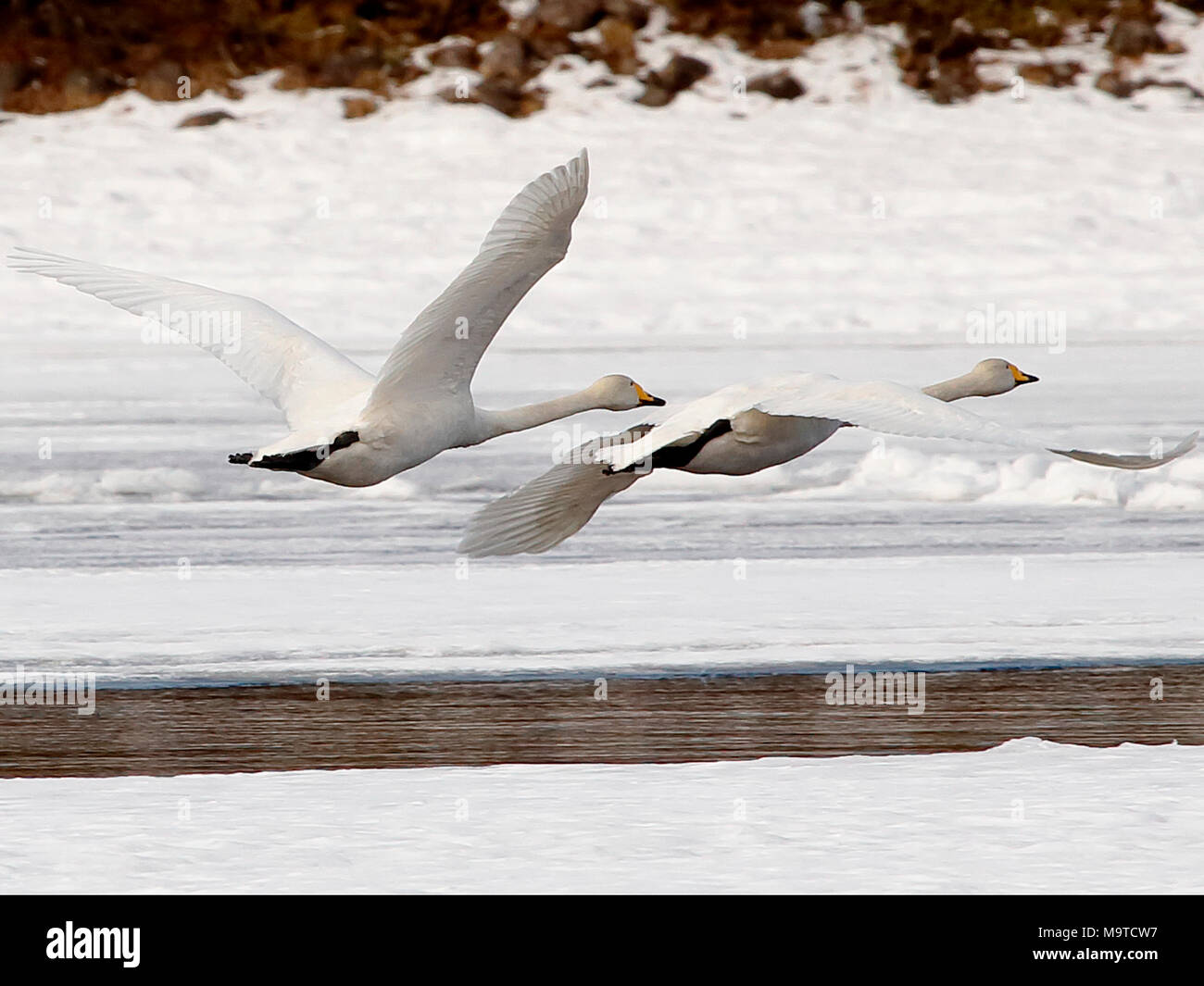 Whooper Swans in Winter Stock Photo