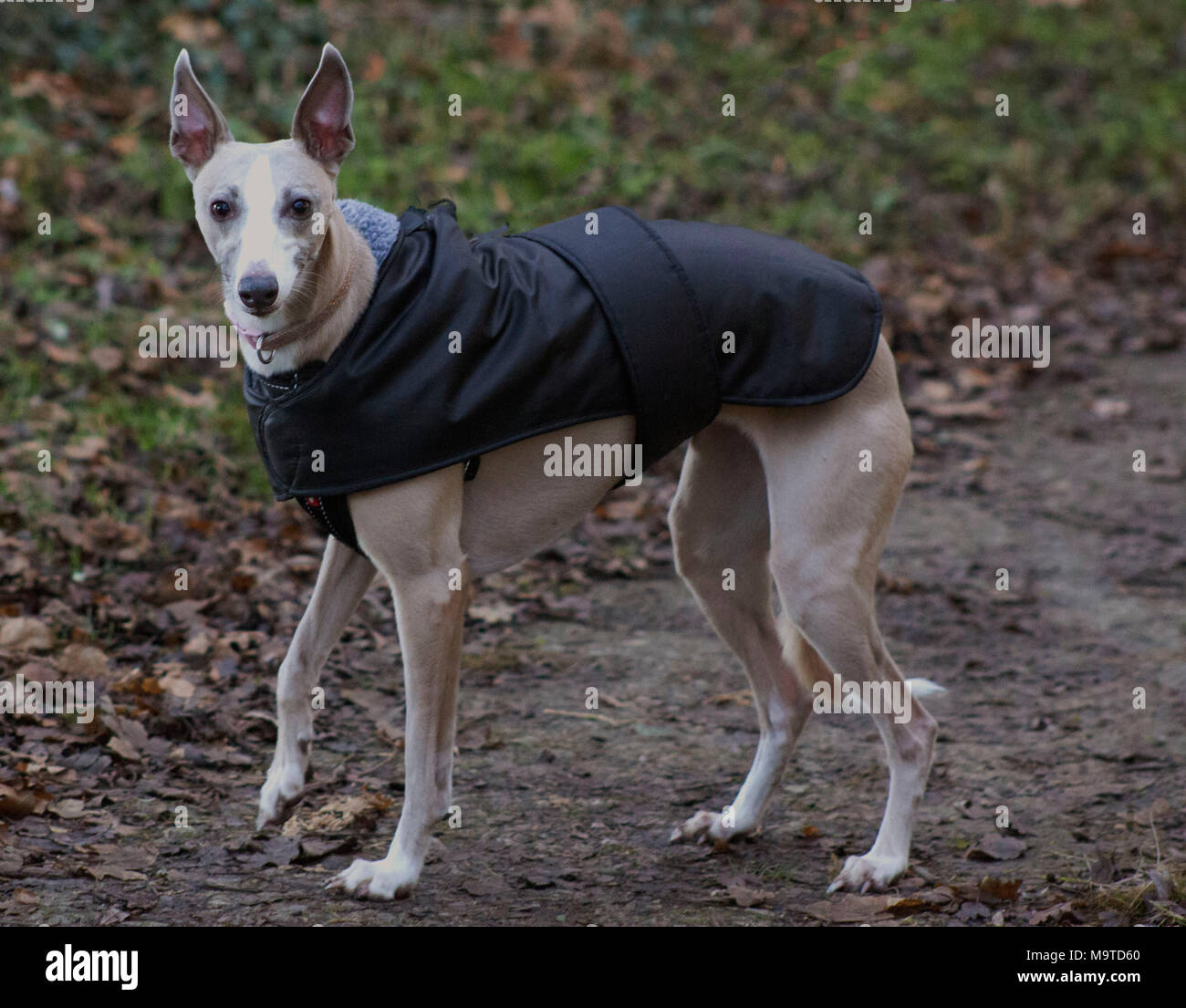 Pet Fawn Whippet Dog With Coat On Out Walking Winter Yorkshire