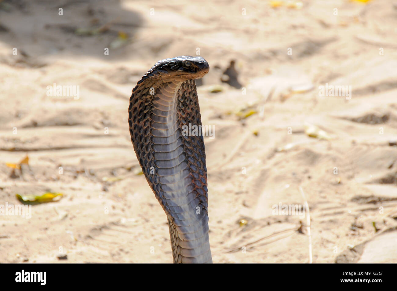 India snake charmer basket hires stock photography and images Alamy