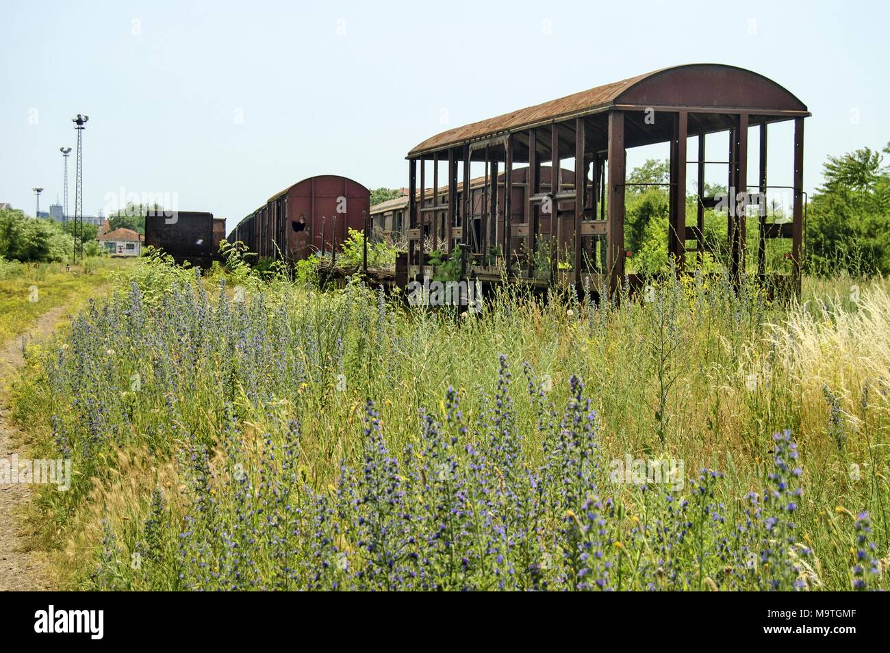 Old devastated railway wagons on the railway track in the weeds, bushes and grass. Stock Photo