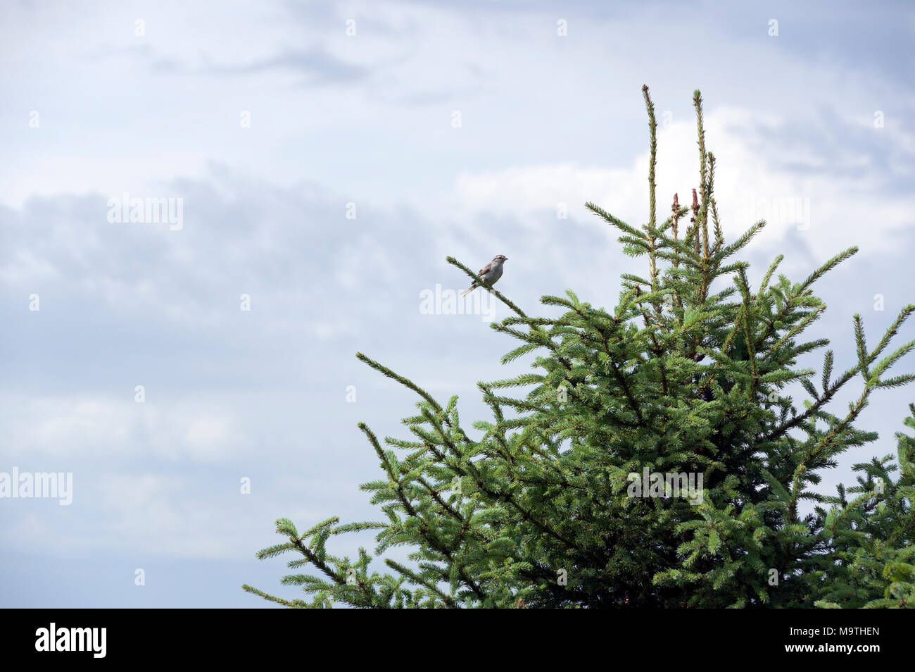 American Tree Sparrow, Spizelloides arborea, perched in spruce tree Stock Photo