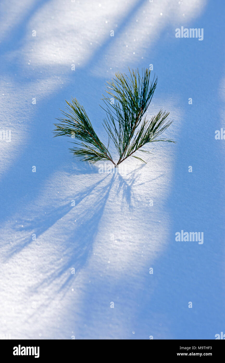 Tip of White Pine or Weymouth Pine tree, Pinus strobus, seedling above snow Stock Photo