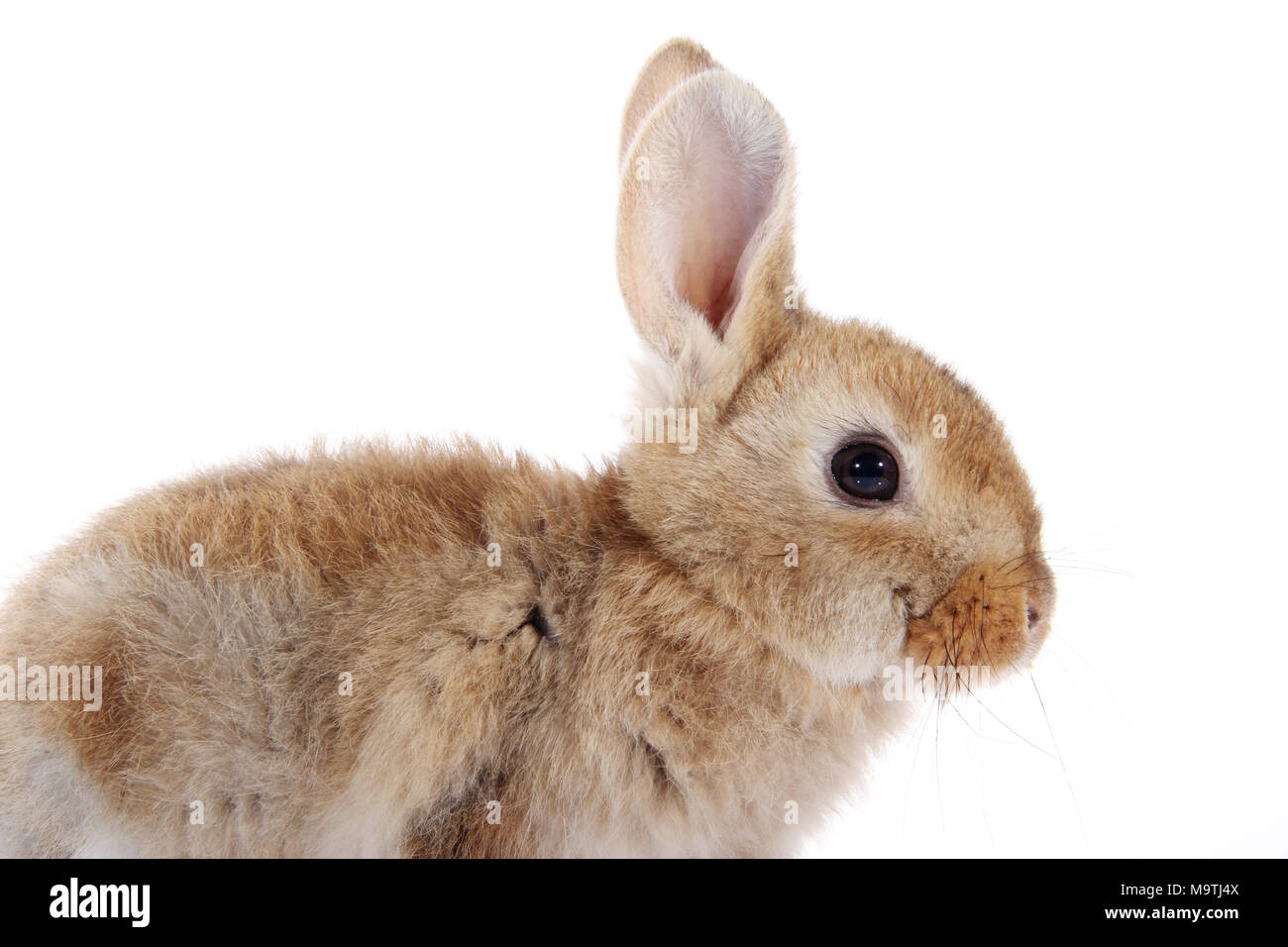 young domestic rabbit isolated on white background Stock Photo - Alamy
