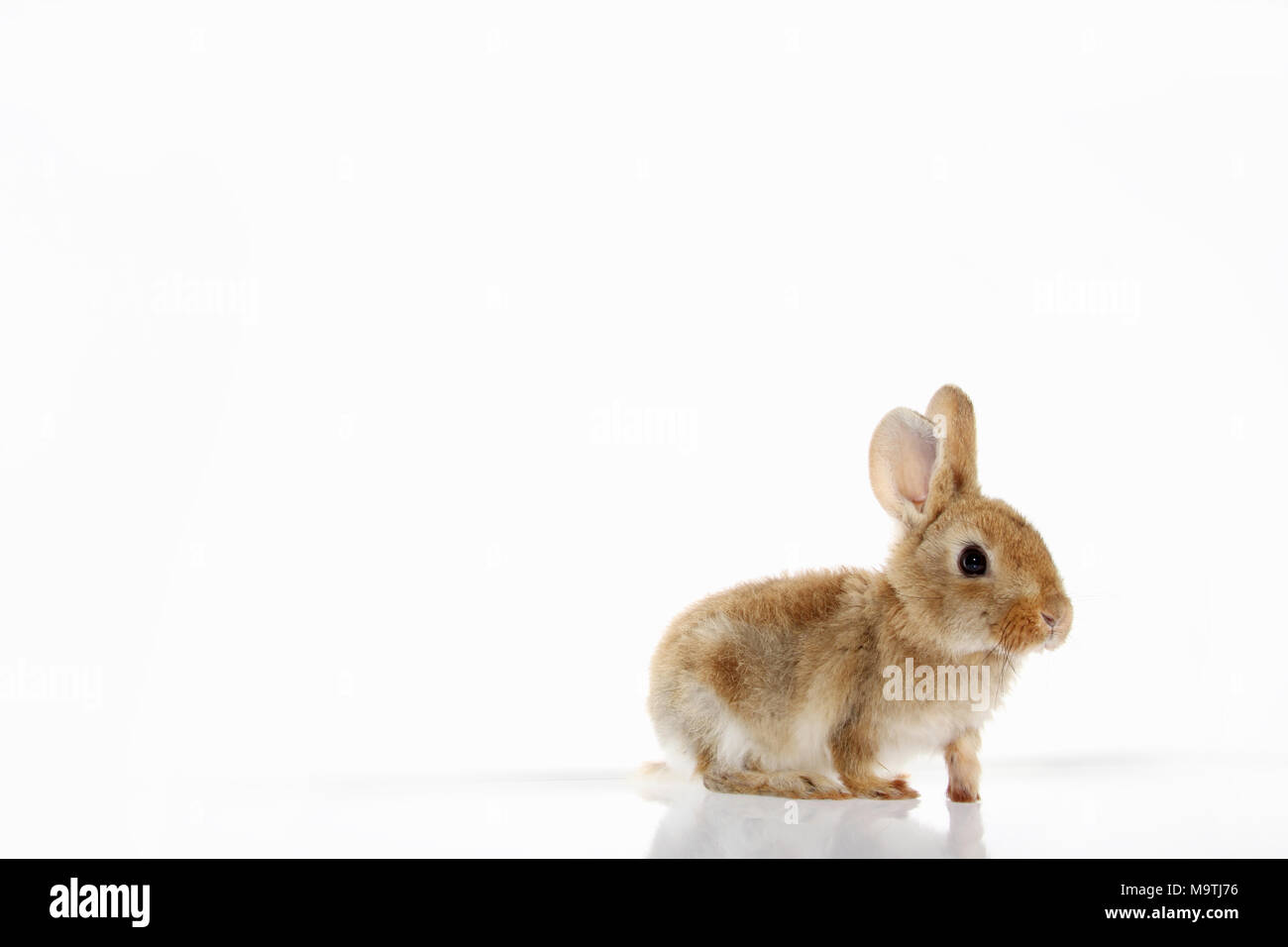 young domestic rabbit isolated on white background Stock Photo - Alamy