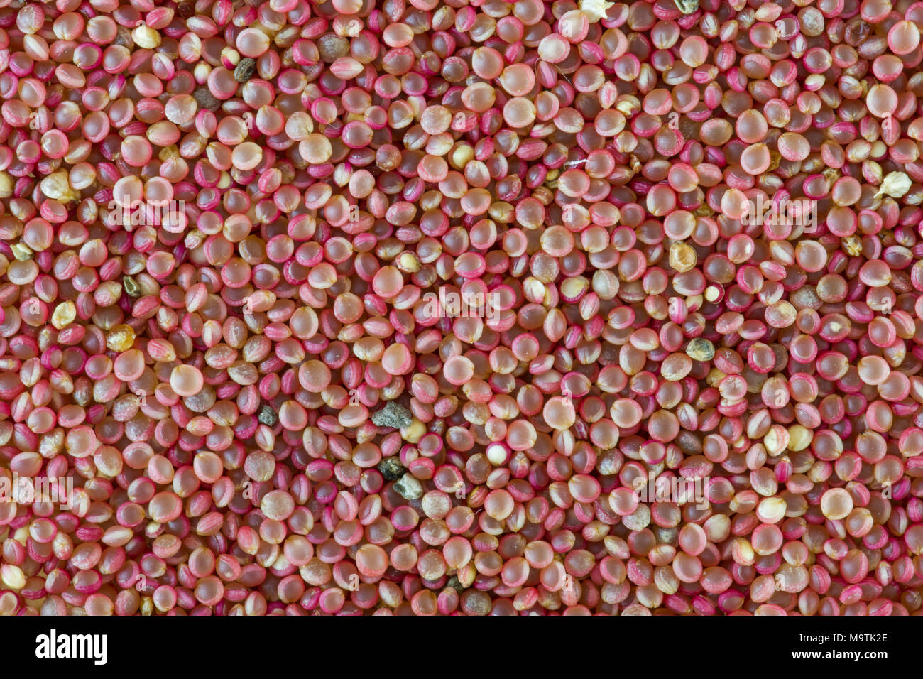 close up of red amaranth grain Stock Photo