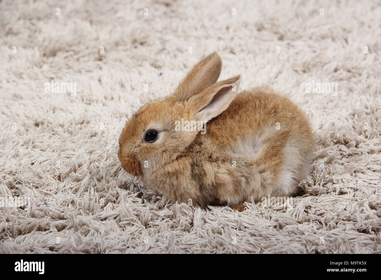 bunny on the carpet Stock Photo Alamy