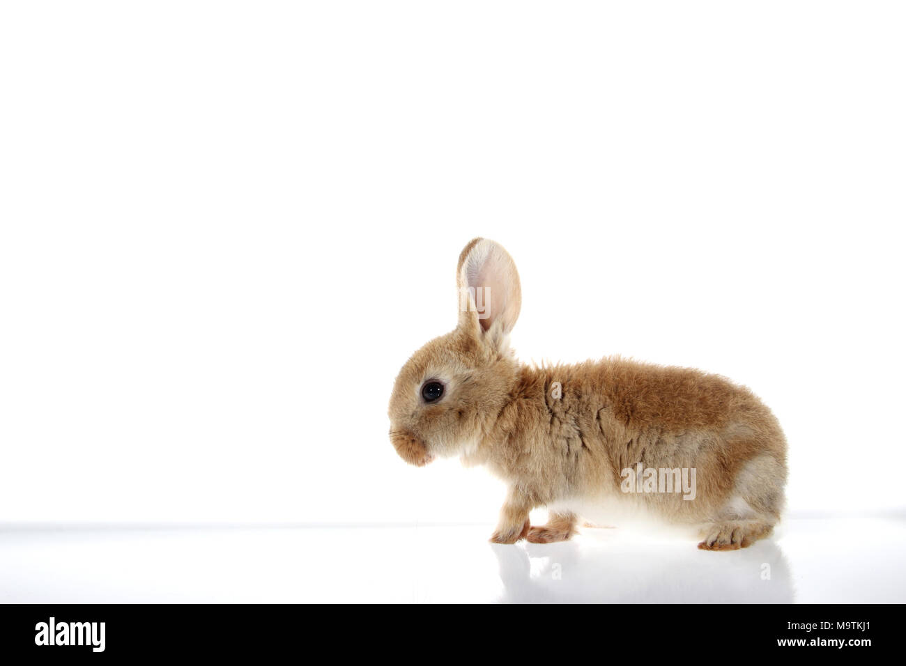 young domestic rabbit isolated on white background Stock Photo - Alamy