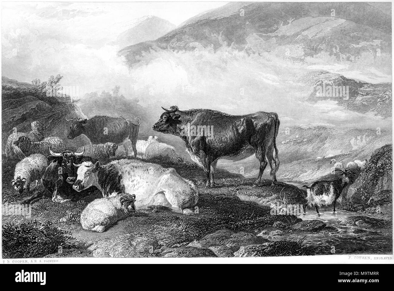 Engraving entitled Cattle Early Morning from the picture by Thomas Sidney Cooper  in the Vernon Gallery scanned at high resolution from a book of 1849 Stock Photo