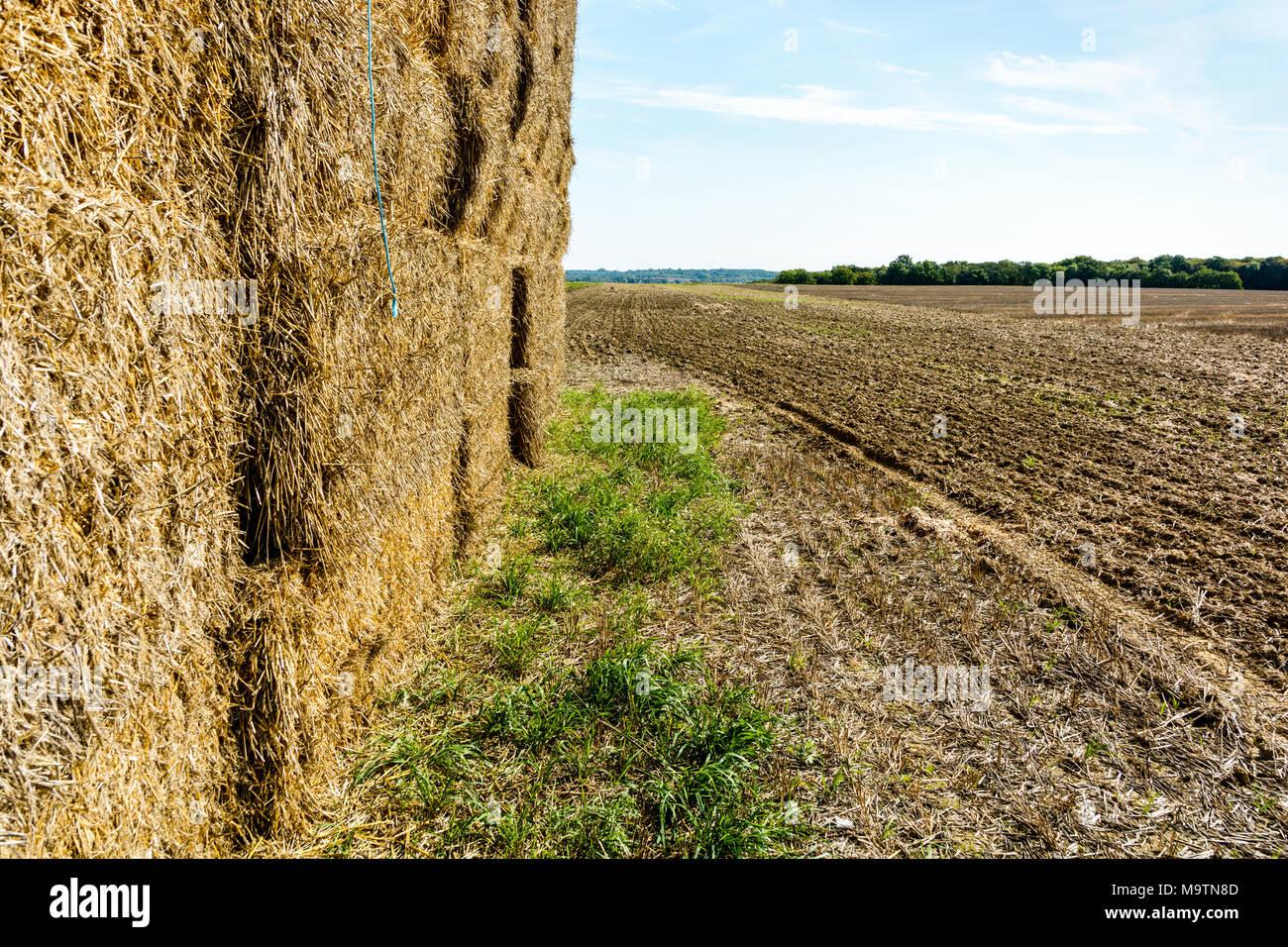 Rectangular bales of straw stacked in a field before being transported to shelter. Stock Photo