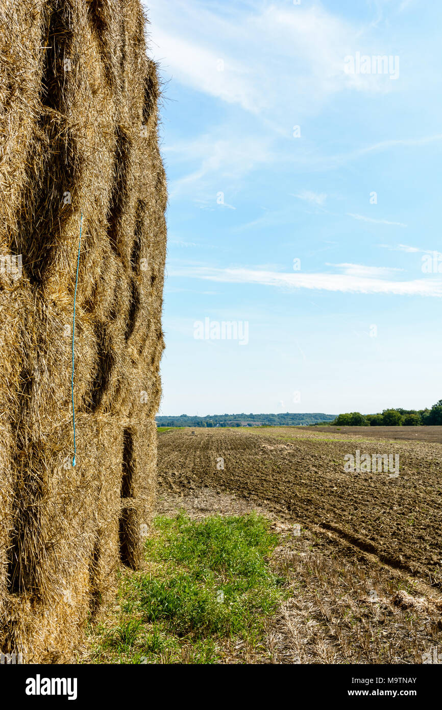 Rectangular bales of straw stacked in a field before being transported to shelter. Stock Photo