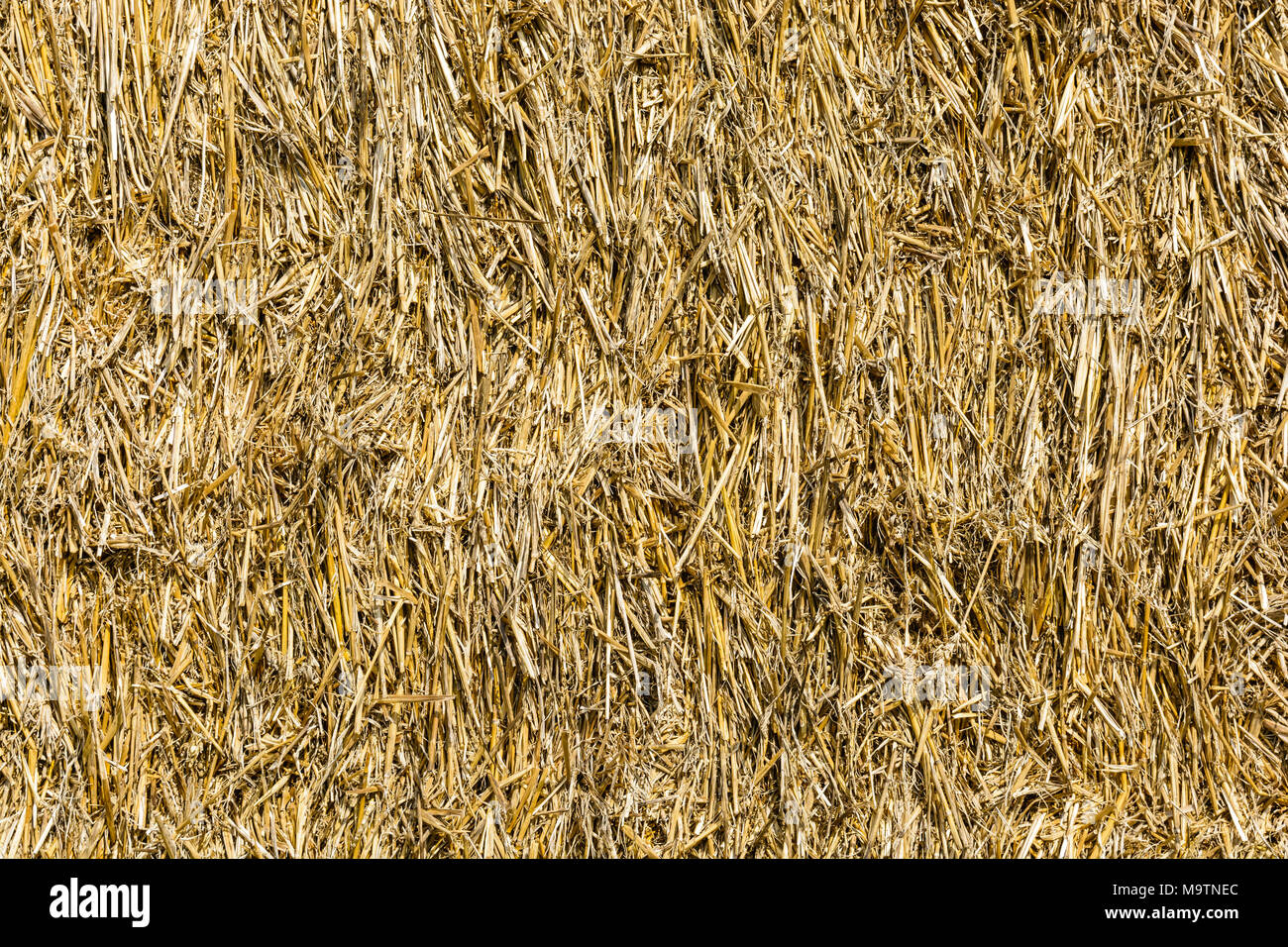 Closeup view of the wisps of straw compressed in a bale of straw Stock