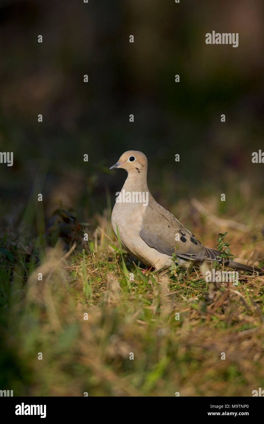 When Does Dove Season Start In Alabama 2025 Lynne Stacey