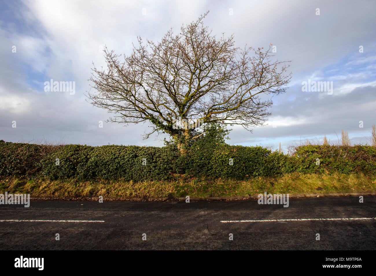 Tree growing out of hedge Stock Photo