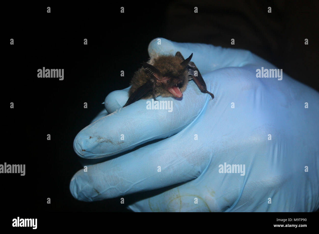 Northern Long-eared Bat. Northern Long-eared Bat Stock Photo