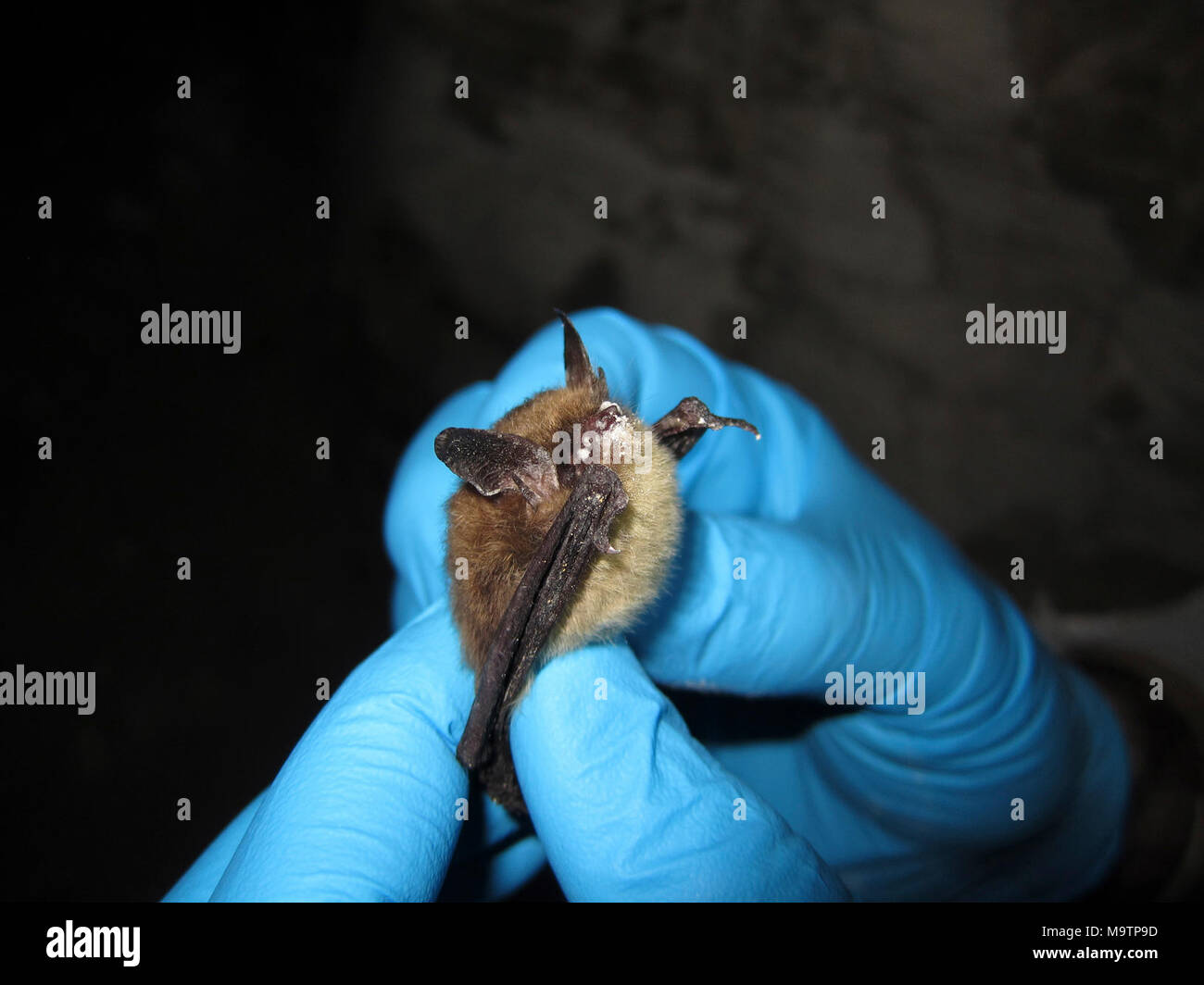 Northern long-eared bat. Northern long-eared bat Stock Photo