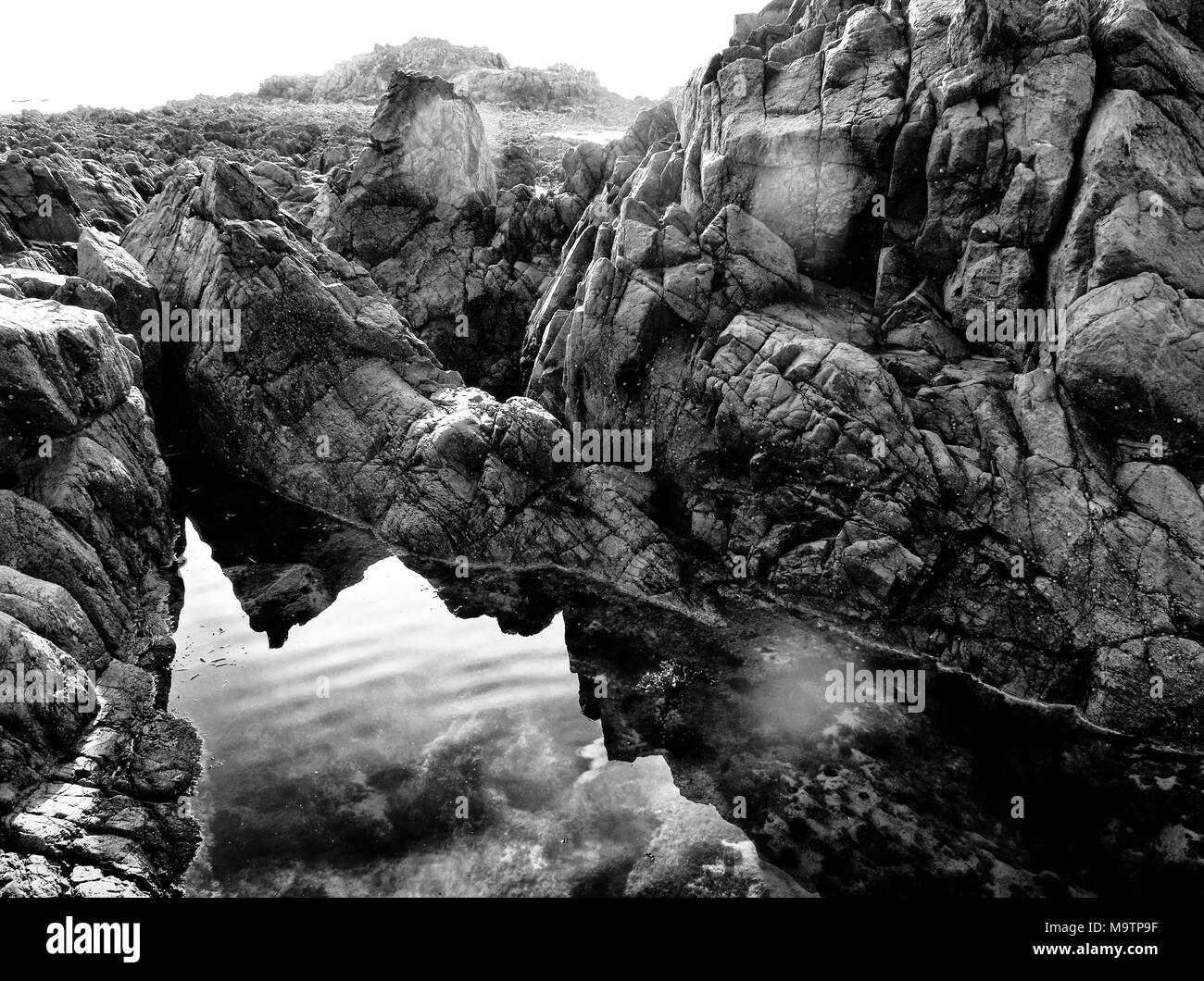 English channel wildlife Black and White Stock Photos & Images - Alamy