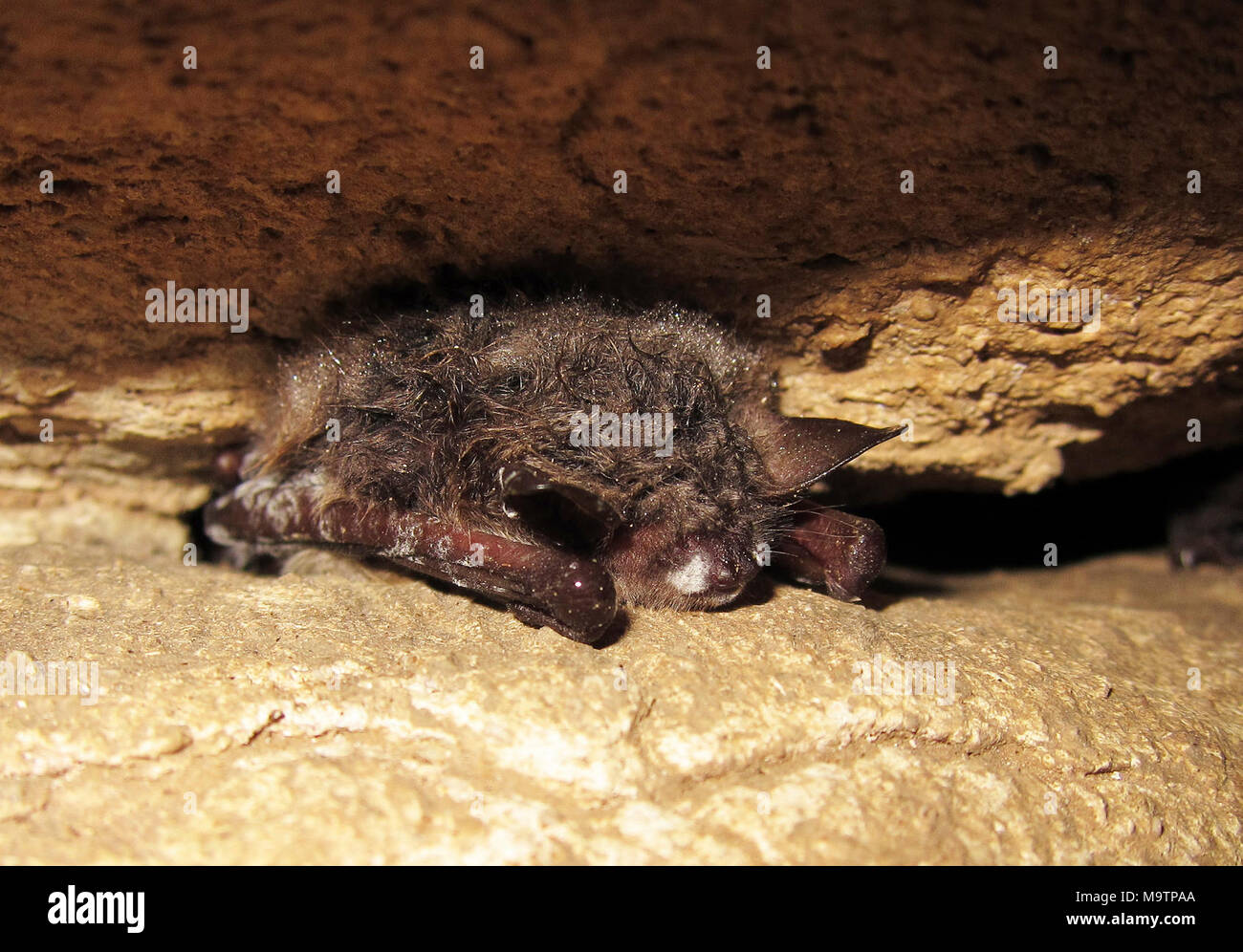 Northern long-eared bat. Northern long-eared bat Stock Photo