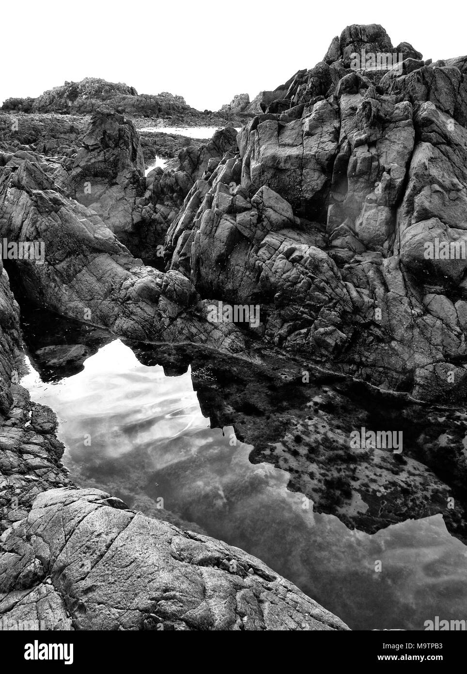 English channel sea wildlife Black and White Stock Photos & Images - Alamy