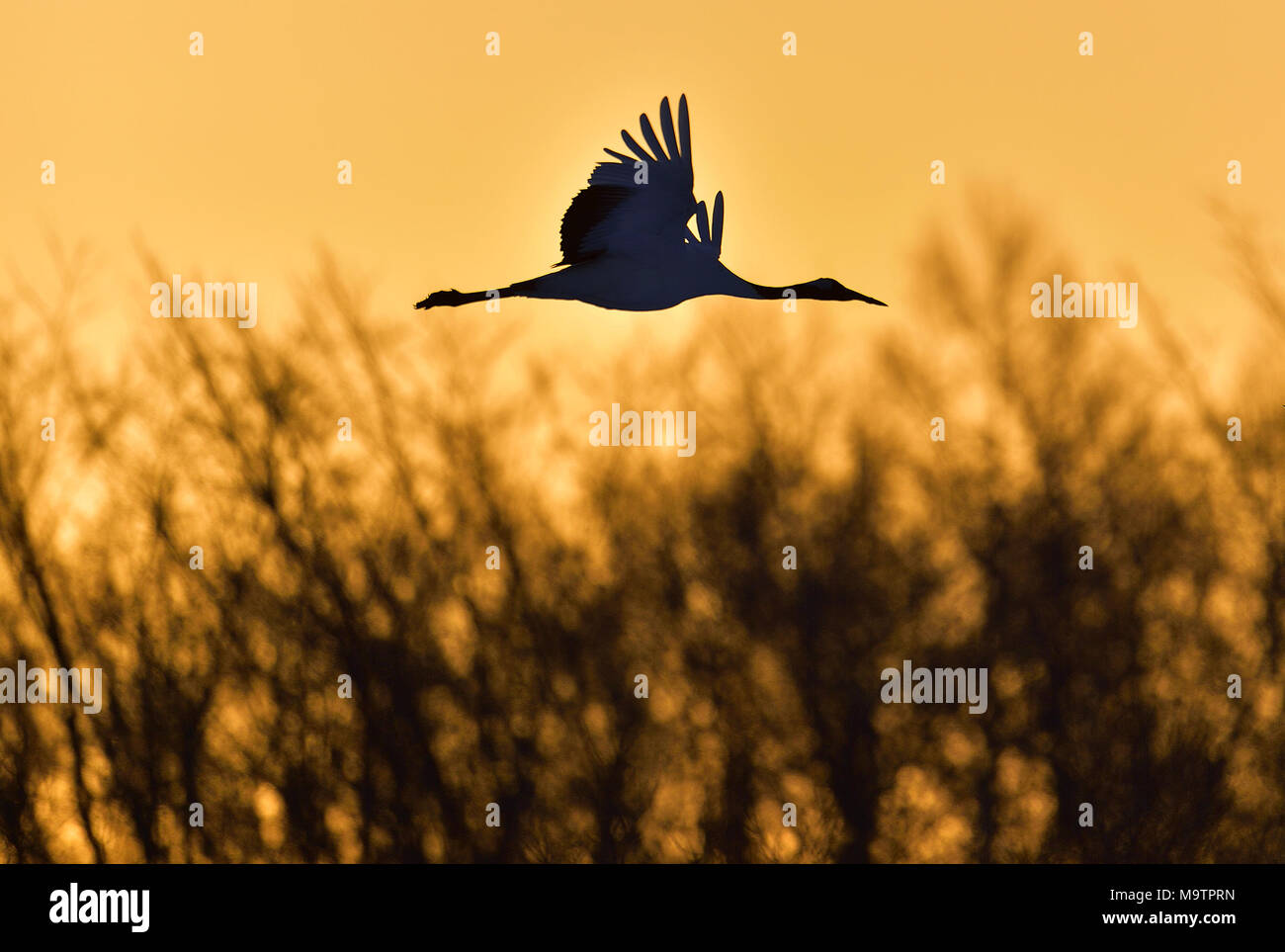 The red-crowned crane in flight on the red sunset sky background. Scientific name: Grus japonensis, also called the Japanese crane or Manchurian crane Stock Photo