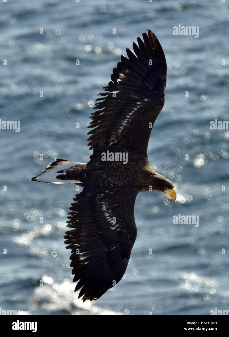 Biggest sea eagle hi-res stock photography and images - Alamy