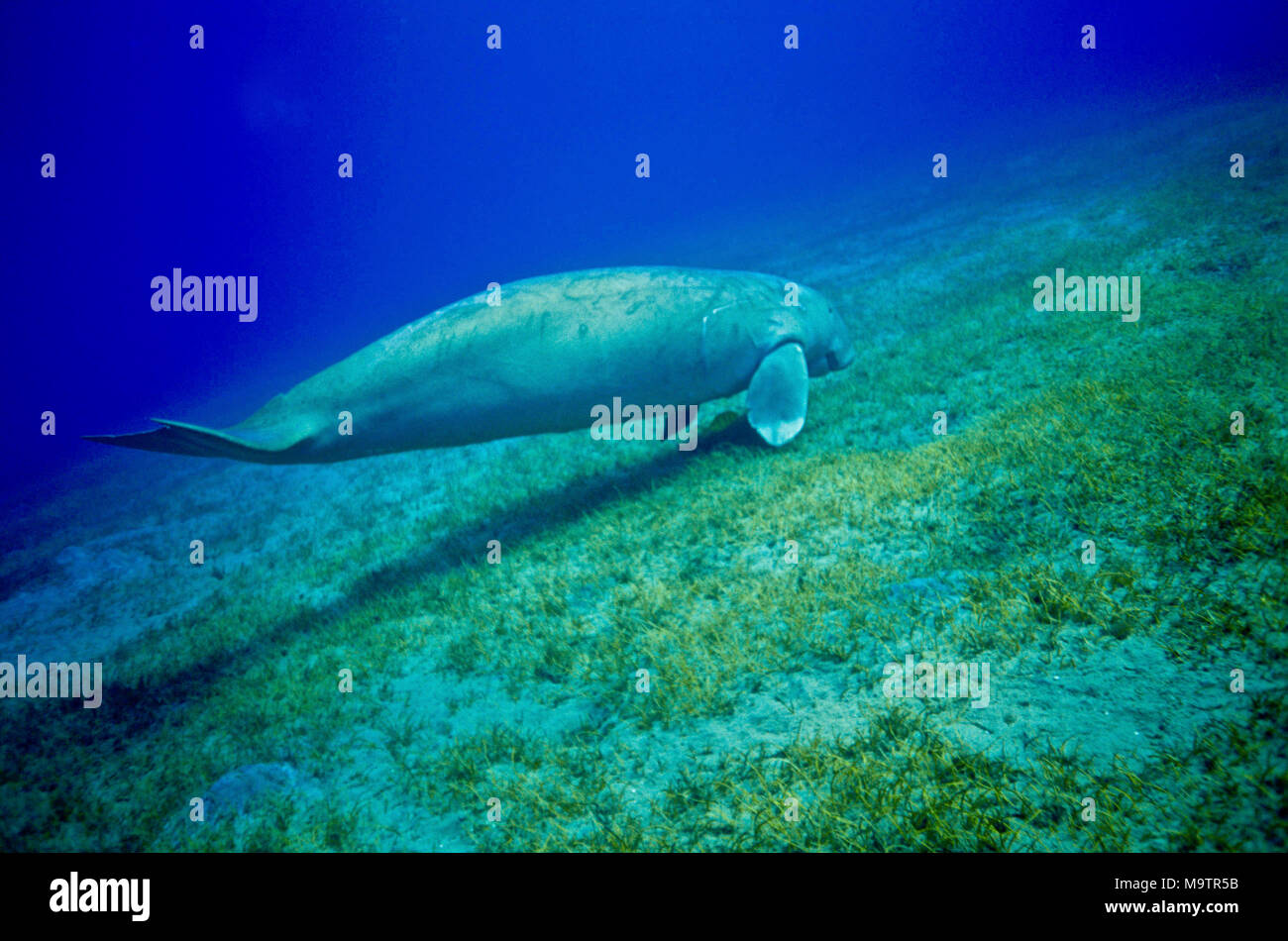 This dugong (Dugong dugong: 250 cms.) was about to land on its sea