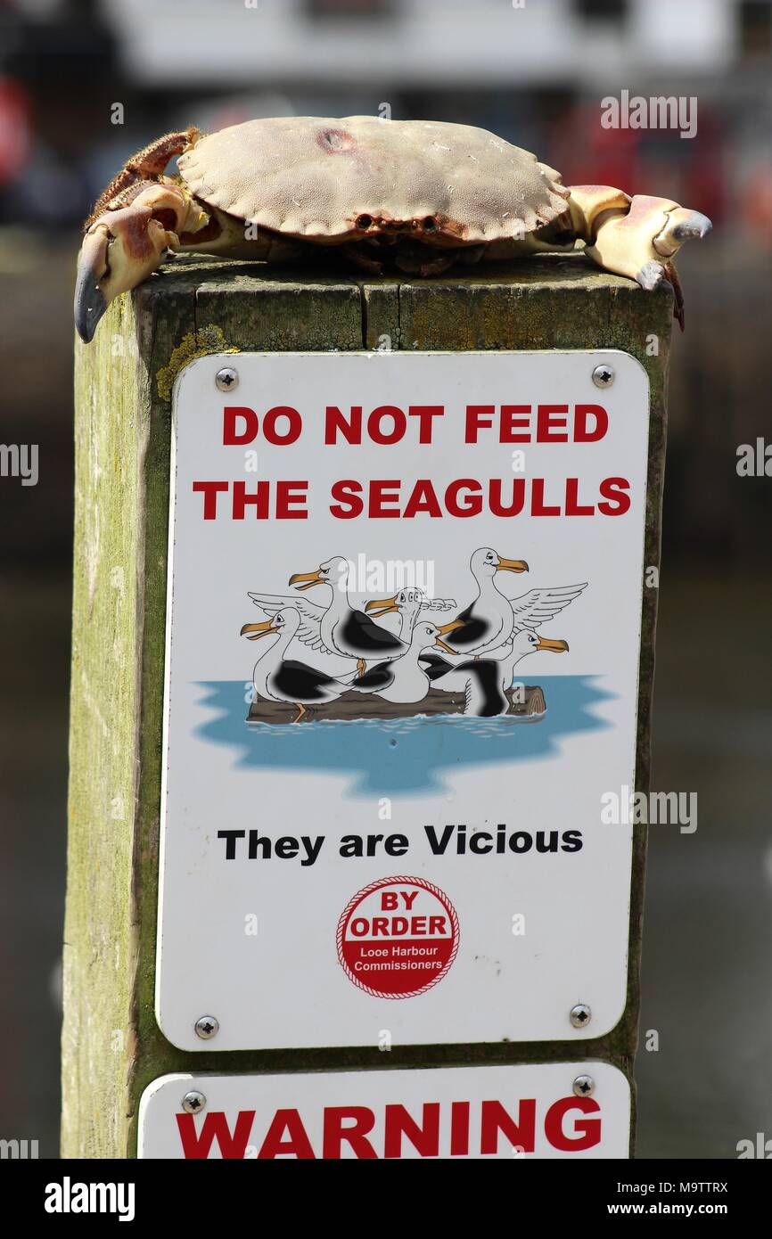 Do not feed Seagull sign with crab on post, seaside, UK Stock Photo