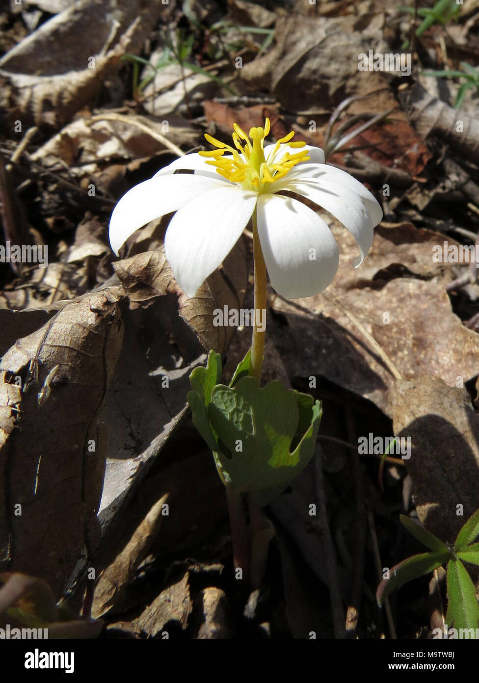 Blood Root. Blood Root Stock Photo - Alamy