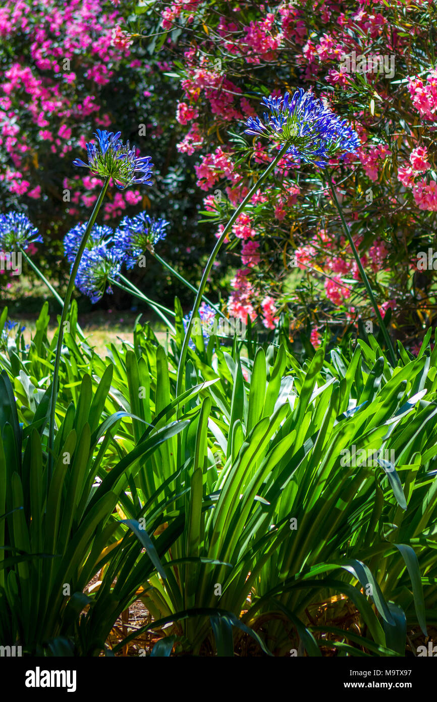 Blue agapanthus flowers and pink cherry blossoms with vivid radiant colours in the colourful summer season in the Villa Celimontana gardens in Rome Stock Photo