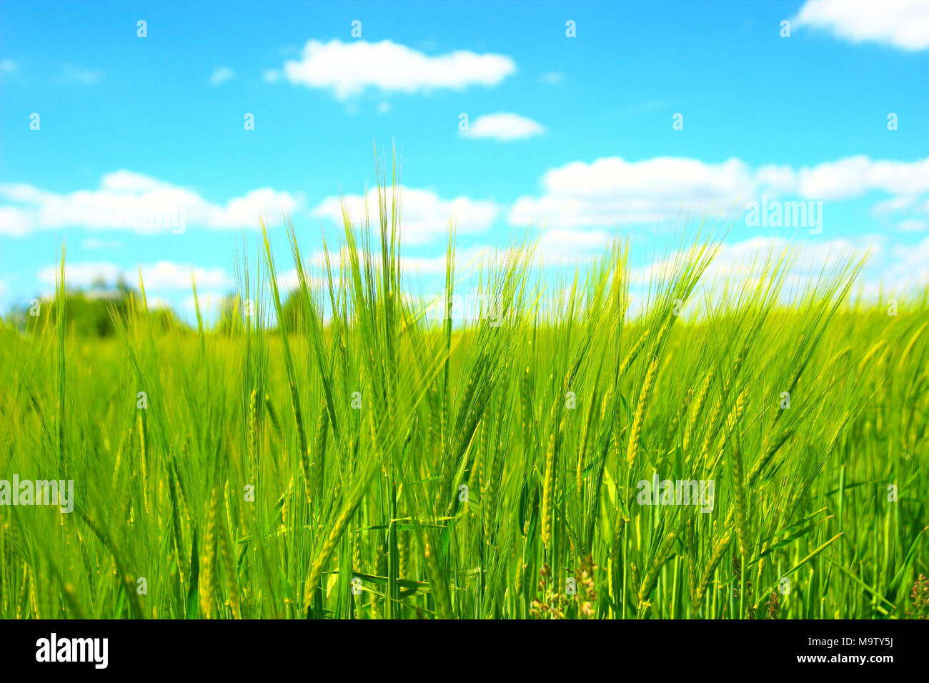 Green field and blue sky with clouds Stock Photo - Alamy