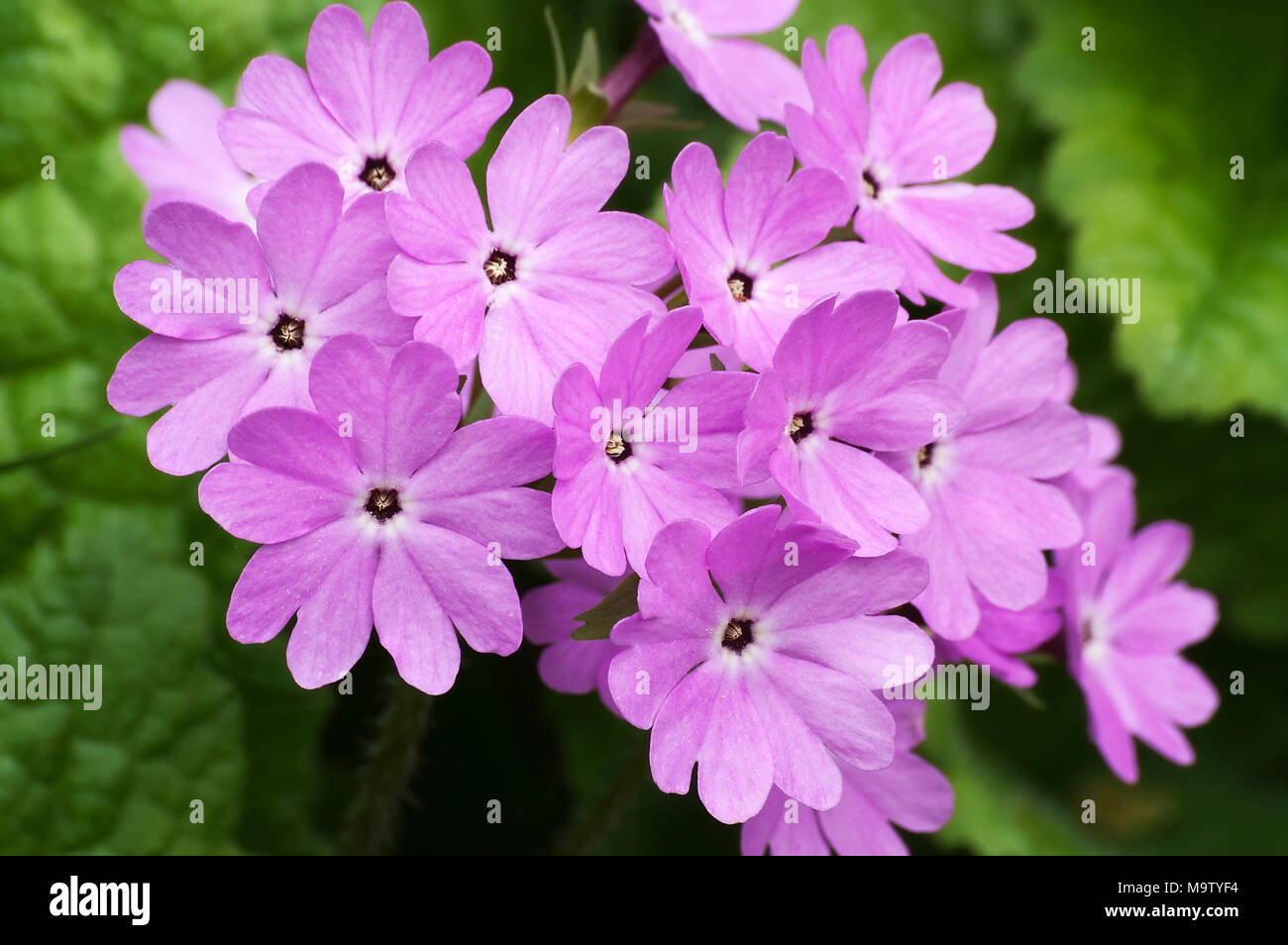 Japanese primrose (Primula sieboldii). Known also as Asiatic primrose and Cortusoides primula. Another scientific name is Primula patens. Stock Photo
