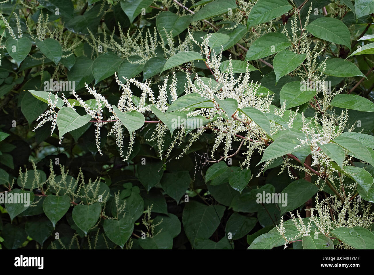 Giant knotweed (Fallopia sachalinensis). Known also as Sakhalin Knotweed also. Another scientific names are Reynoutria sachalinensis and Polygonum sac Stock Photo