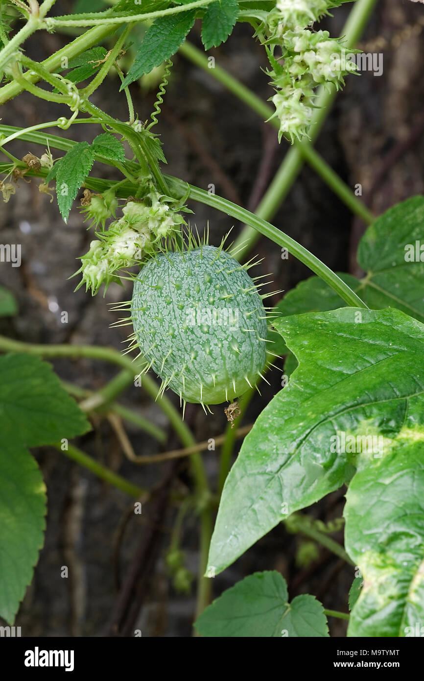 Wild cucumber (Echinocystis lobata). Known also as Prickly Cucumber and Balsam Apple. Stock Photo