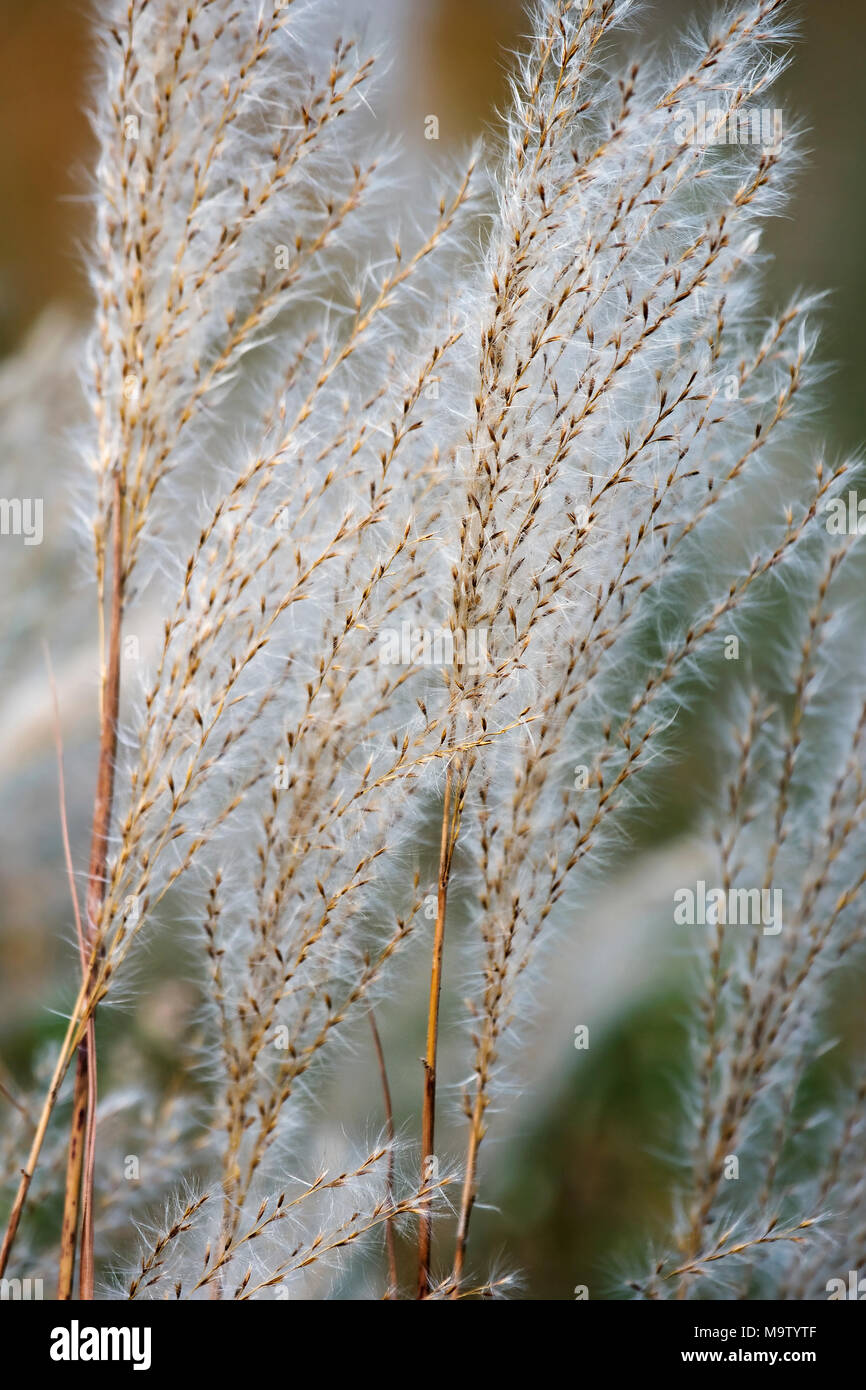 Amur silver grass (Miscanthus sacchariflorus). Known also as Japanese silver grass. Stock Photo