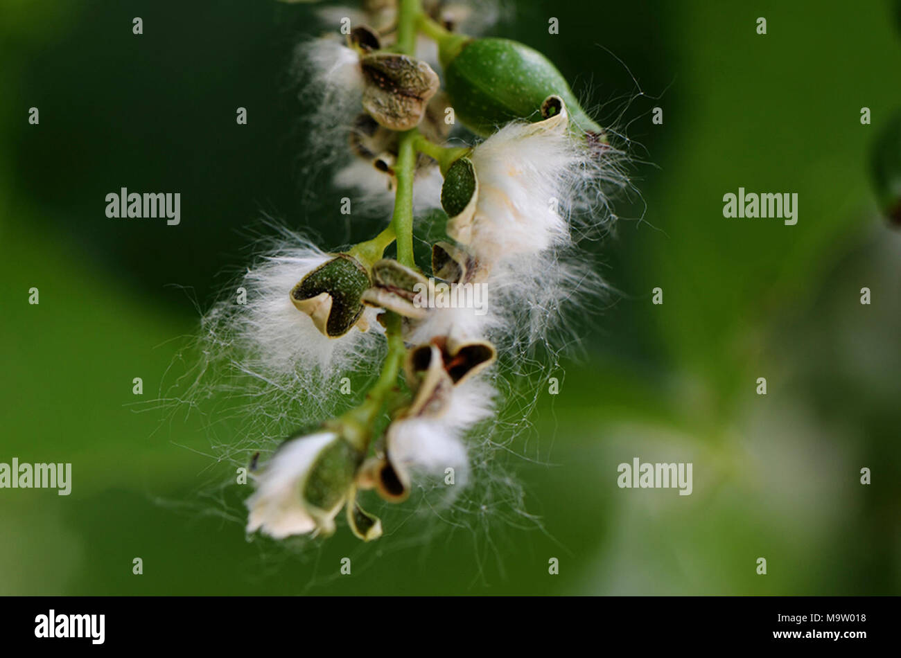 Cottonwood seeds hi-res stock photography and images - Alamy