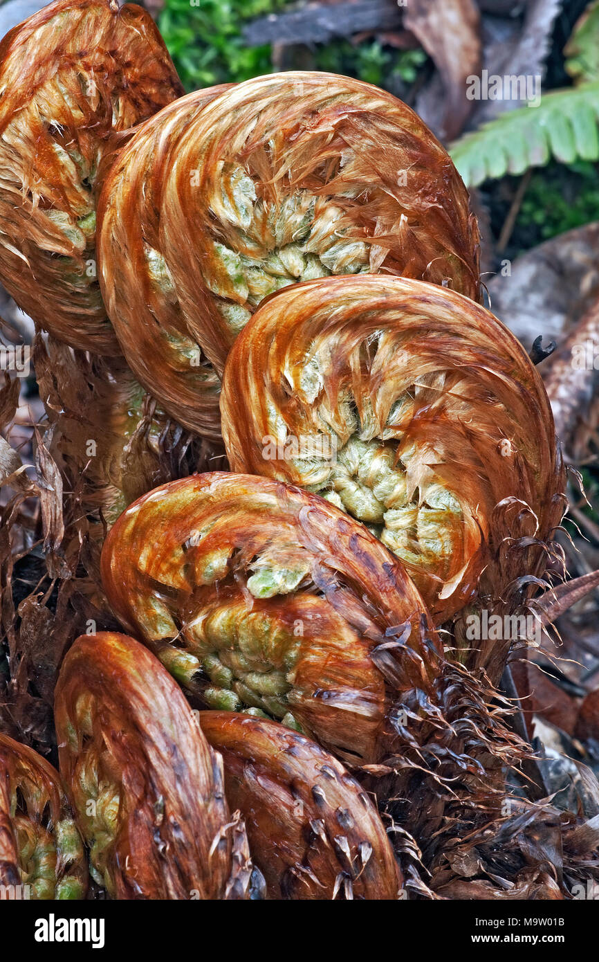 Thick stemmed wood fern (Dryopteris crassirhizoma). Known also as Crown