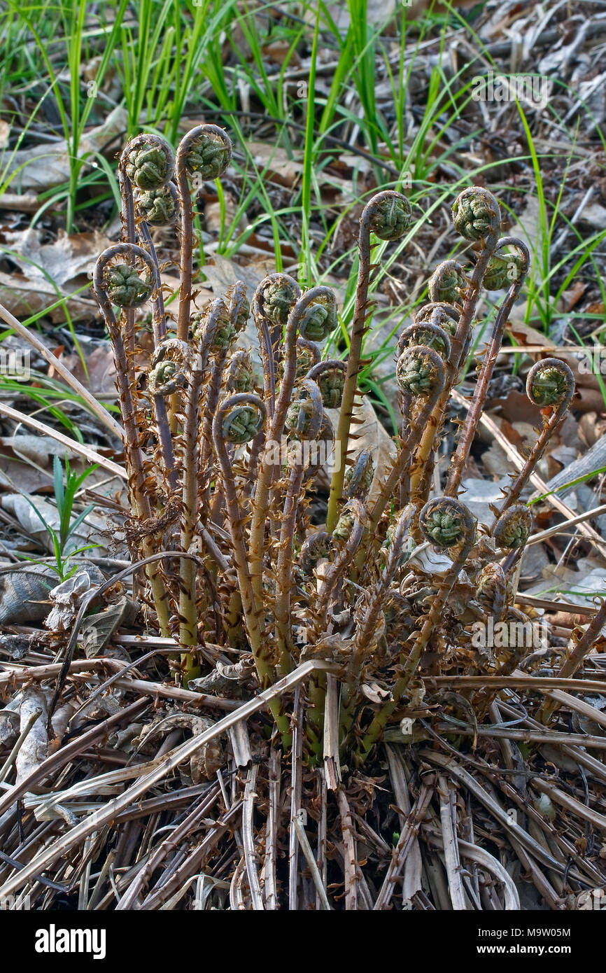 Thick stemmed wood fern (Dryopteris crassirhizoma). Known also as Crown
