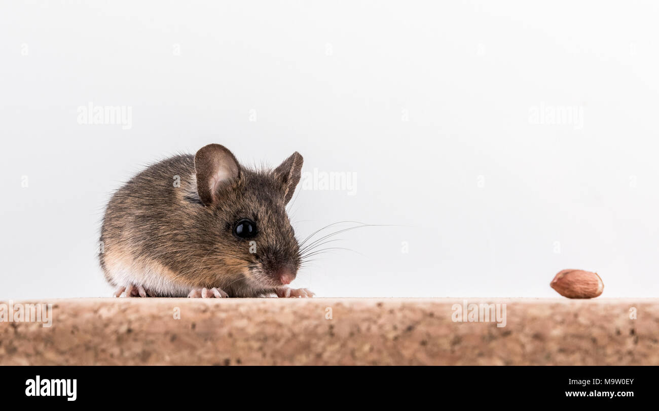 Side view of a wood mouse, Apodemus sylvaticus, sitting on a cork brick with light background, sniffing a peanut Stock Photo