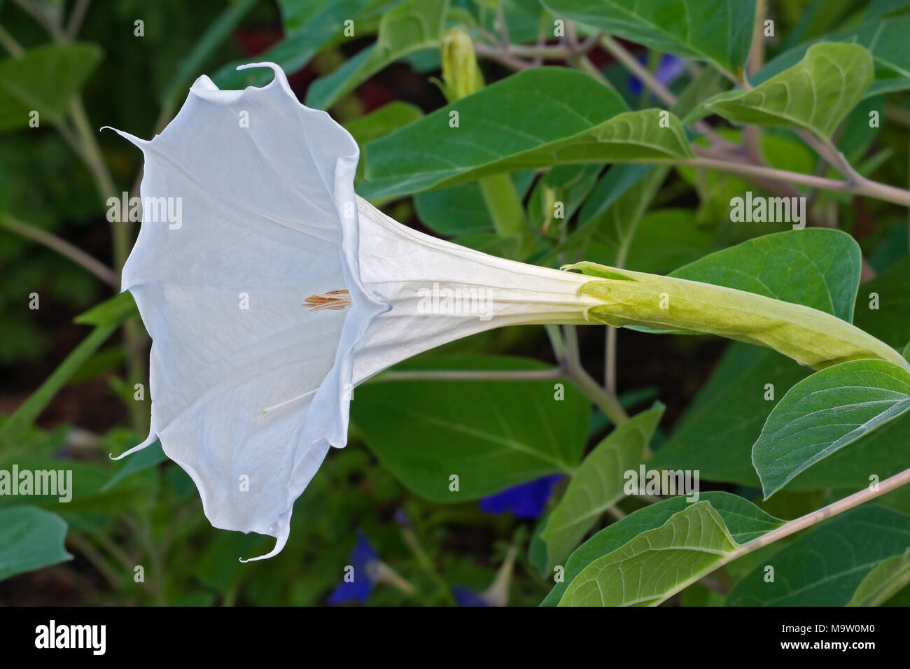 Devil's trumpet flower (Datura metel). Know also as Metel, Downy thorn apple and Horn of plenty. Stock Photo