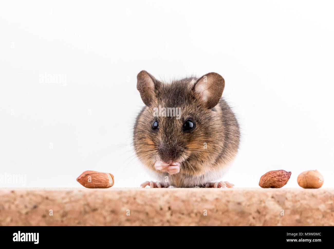 Side view of a wood mouse, Apodemus sylvaticus, sitting on a cork brick with light background, sniffing a peanut Stock Photo