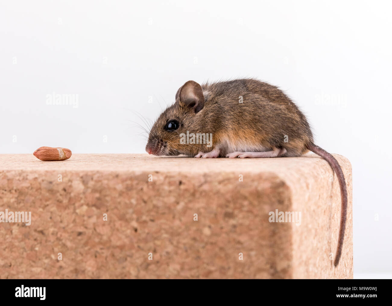 Side view of a wood mouse, Apodemus sylvaticus, sitting on a cork brick with light background, sniffing a peanut. Tail visible Stock Photo
