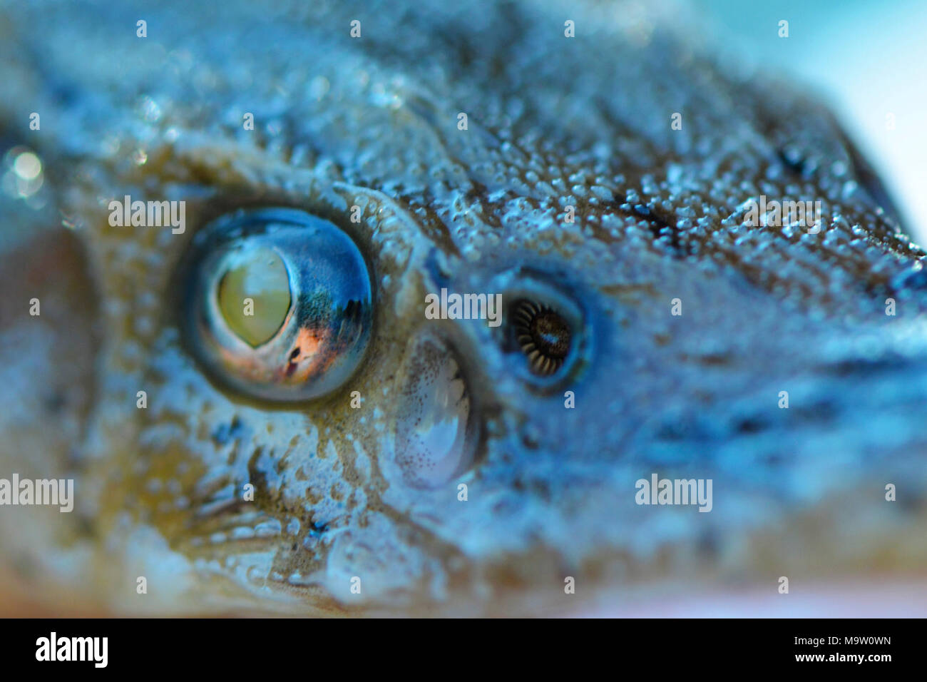 Juvenile Lake Sturgeon Eye. Juvenile Lake Sturgeon Eye Stock Photo Alamy