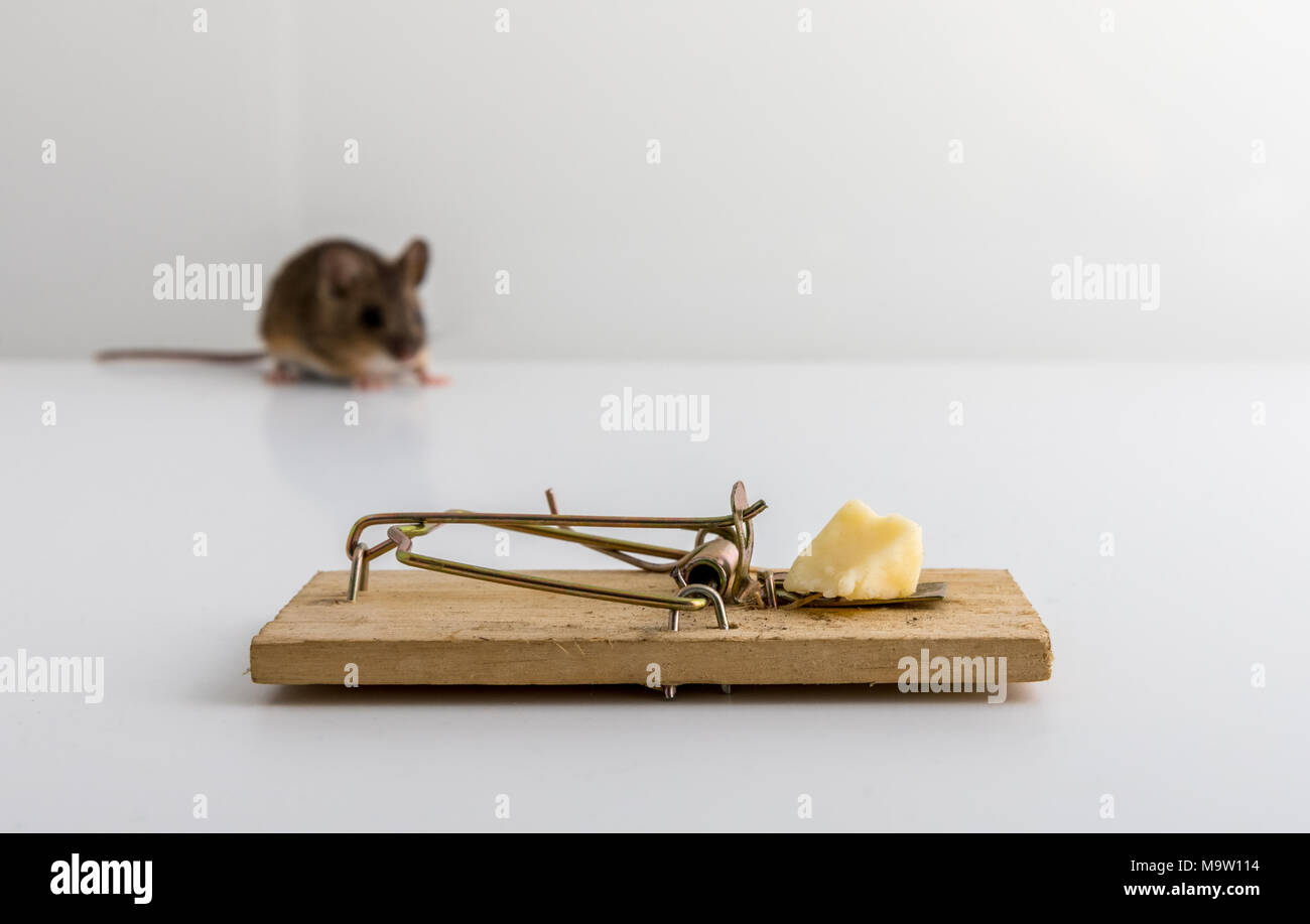 Mouse trap with cheese bait, and a small wood mouse, Apodemus sylvaticus, out of focus in the back, light background Stock Photo