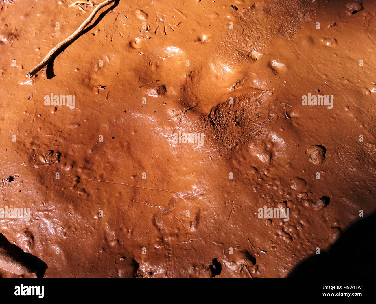Black Bear Track High Resolution Stock Photography and Images - Alamy