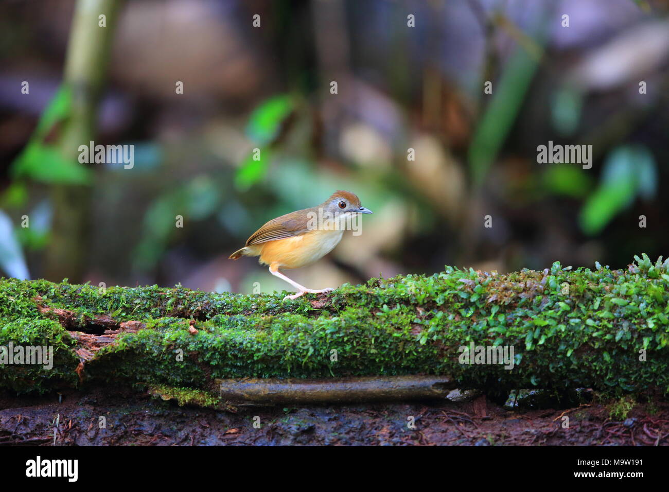 Shorttailed babbler (Malacocincla malaccensis) in Borneo, Malaysia