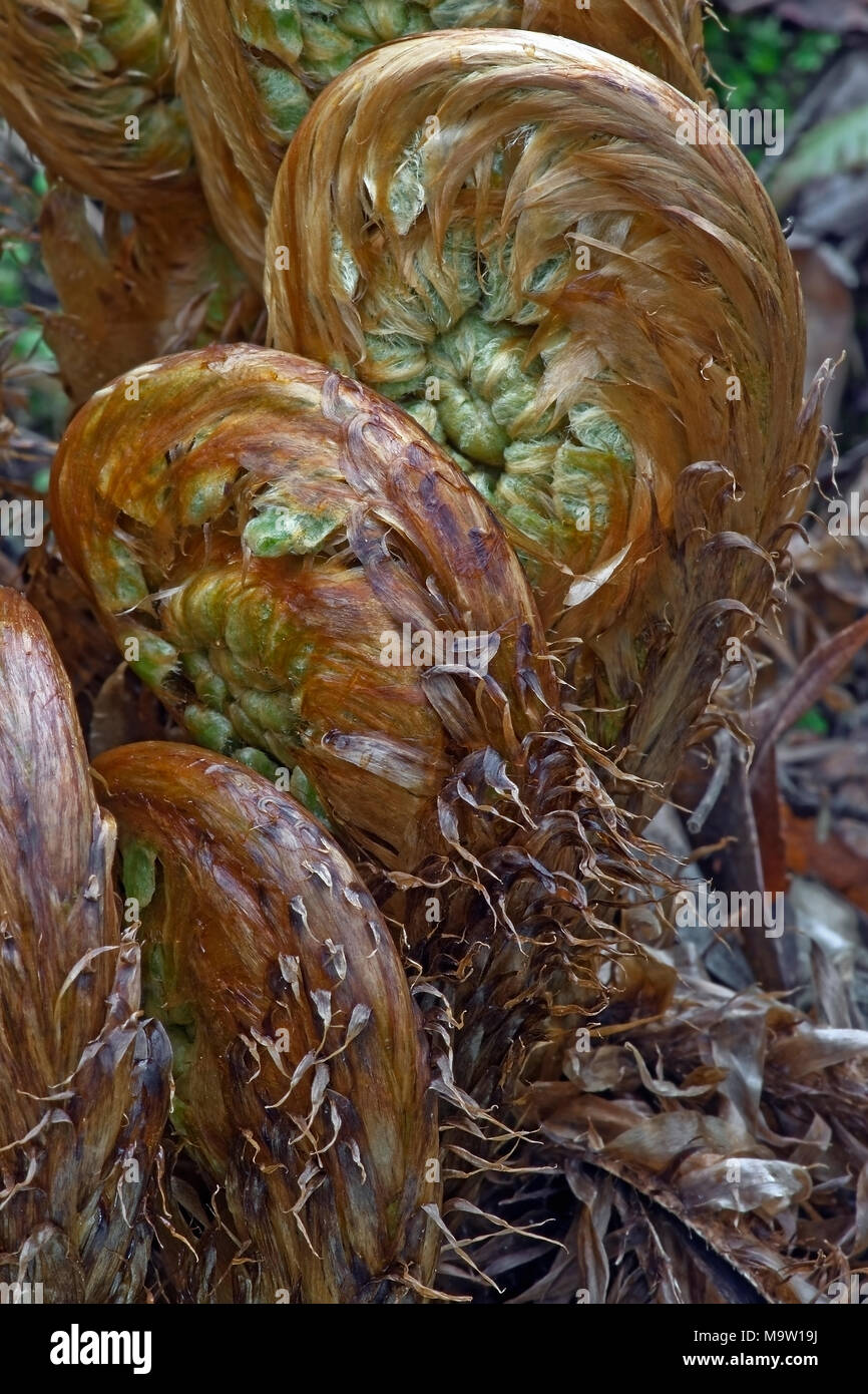 Thick stemmed wood fern (Dryopteris crassirhizoma). Known also as Crown